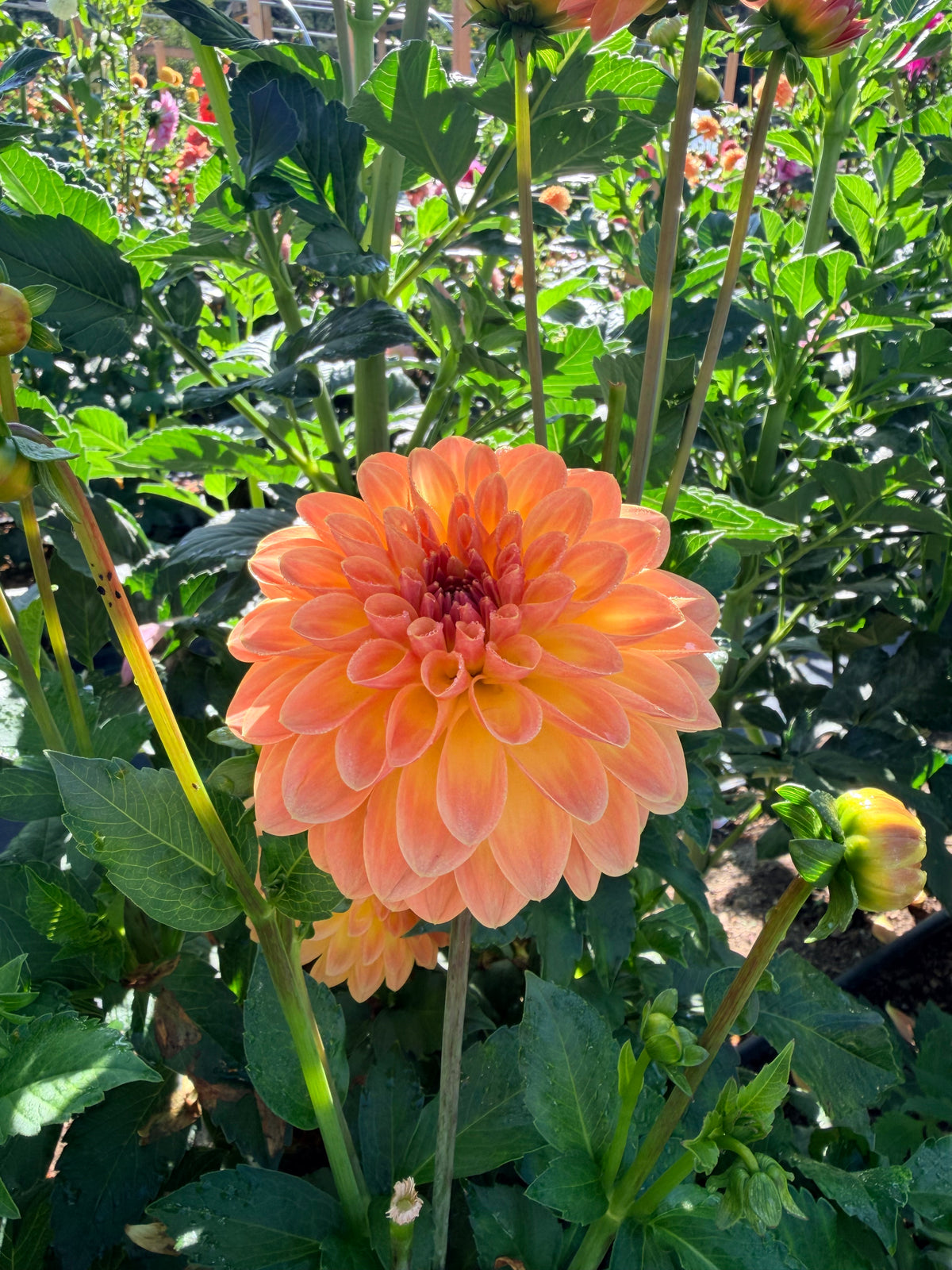 Dahlia Orange Breeze