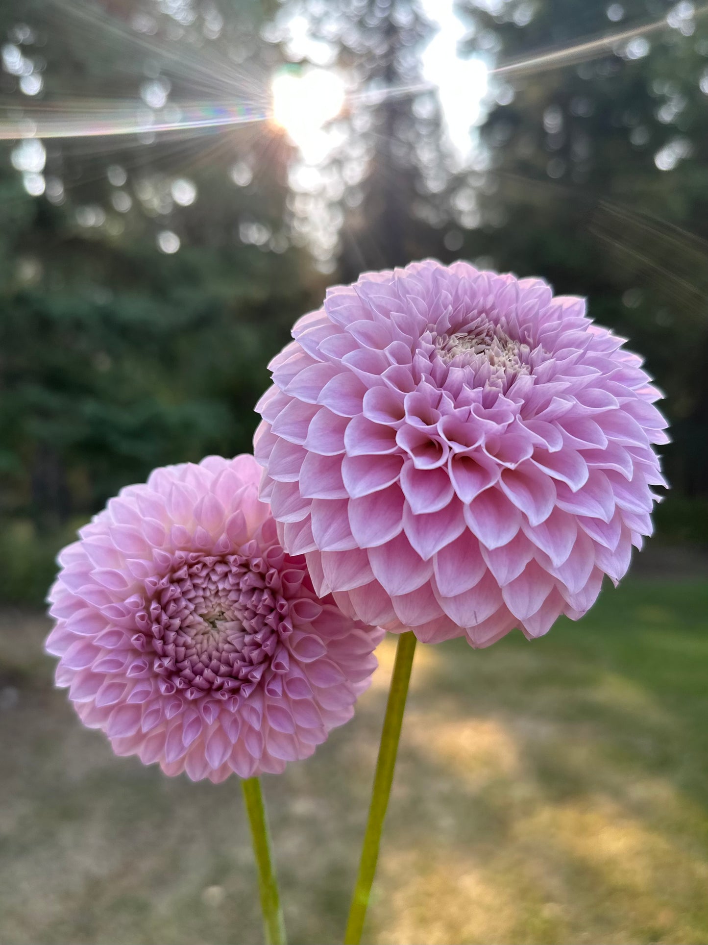 Dahlia Glenmarc Divine *CUTTING ONLY*