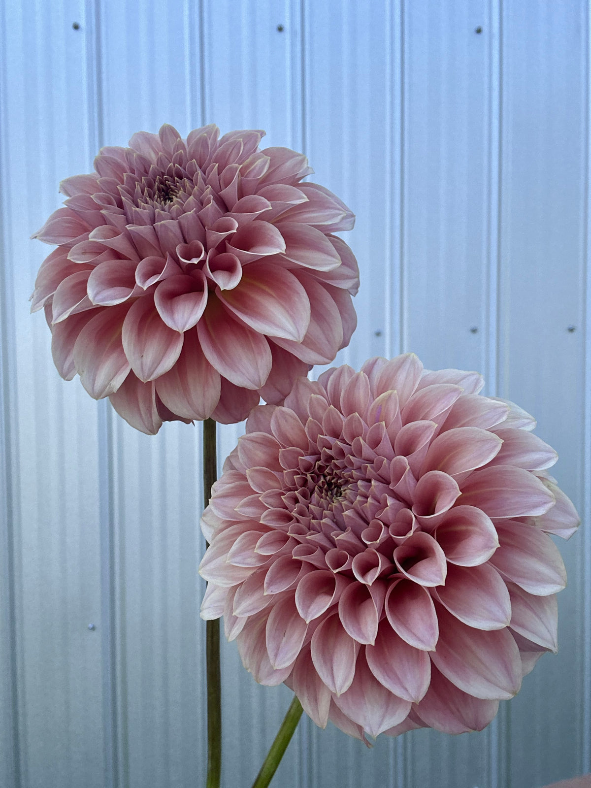 Dahlia Devon Salmon