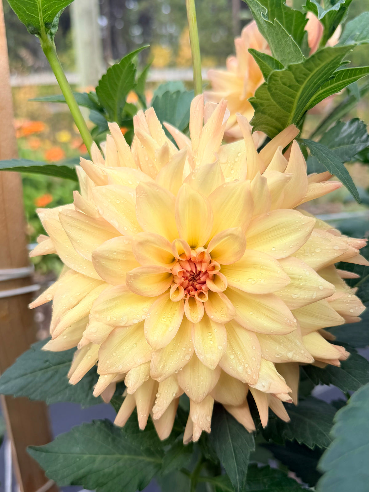 Dahlia Everbloom Lullaby