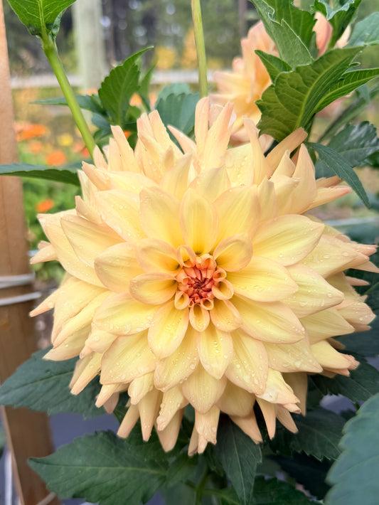 Dahlia Everbloom Lullaby