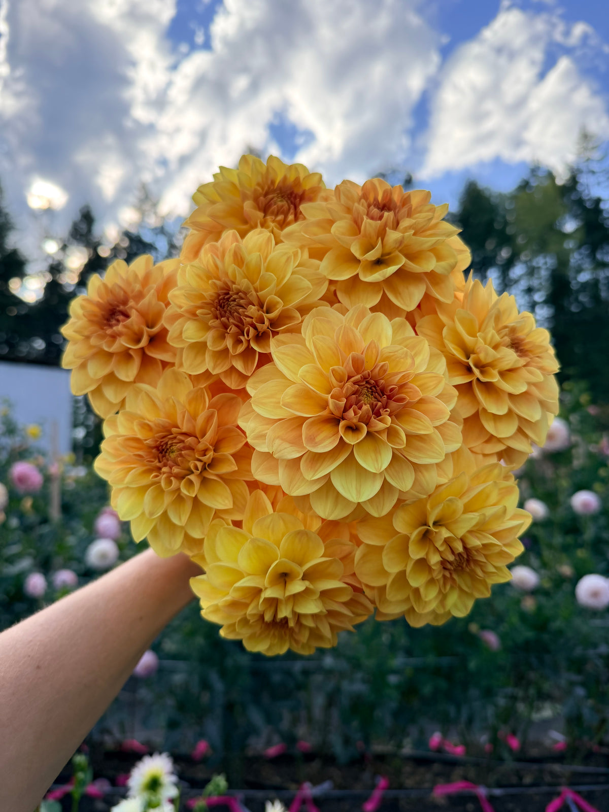 Dahlia Skeena Sugar Pie