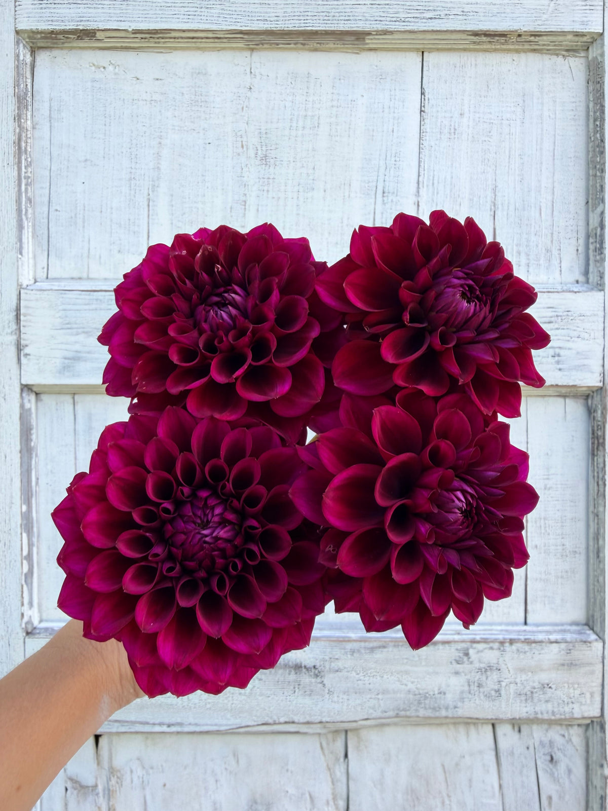 Dahlia Mission Abyss