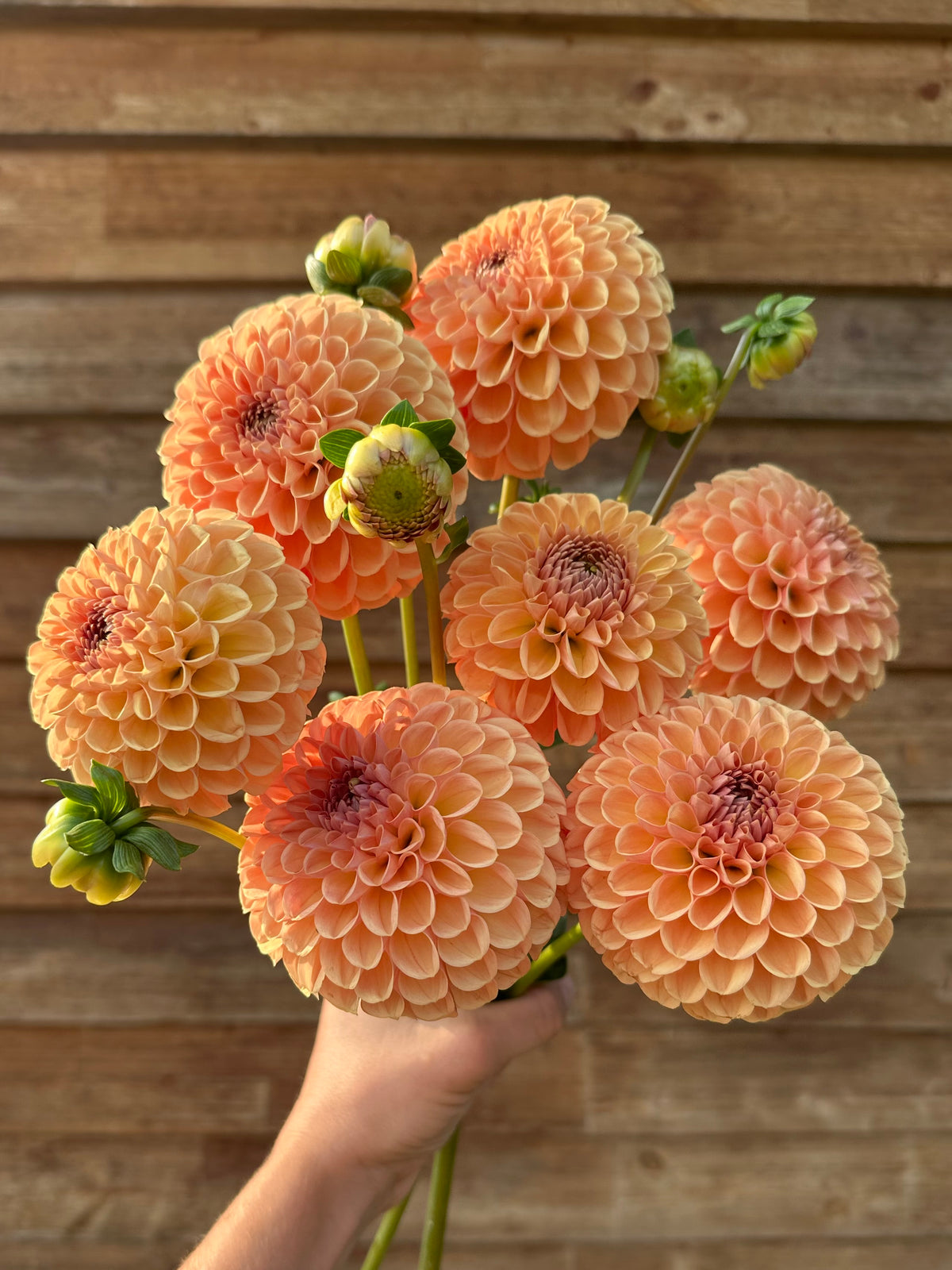 Dahlia Valley Tawny