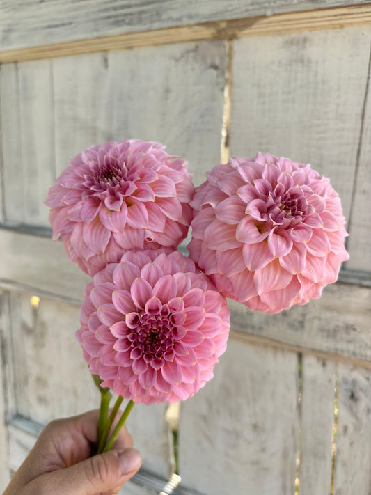 Dahlia Araluen Leatrice