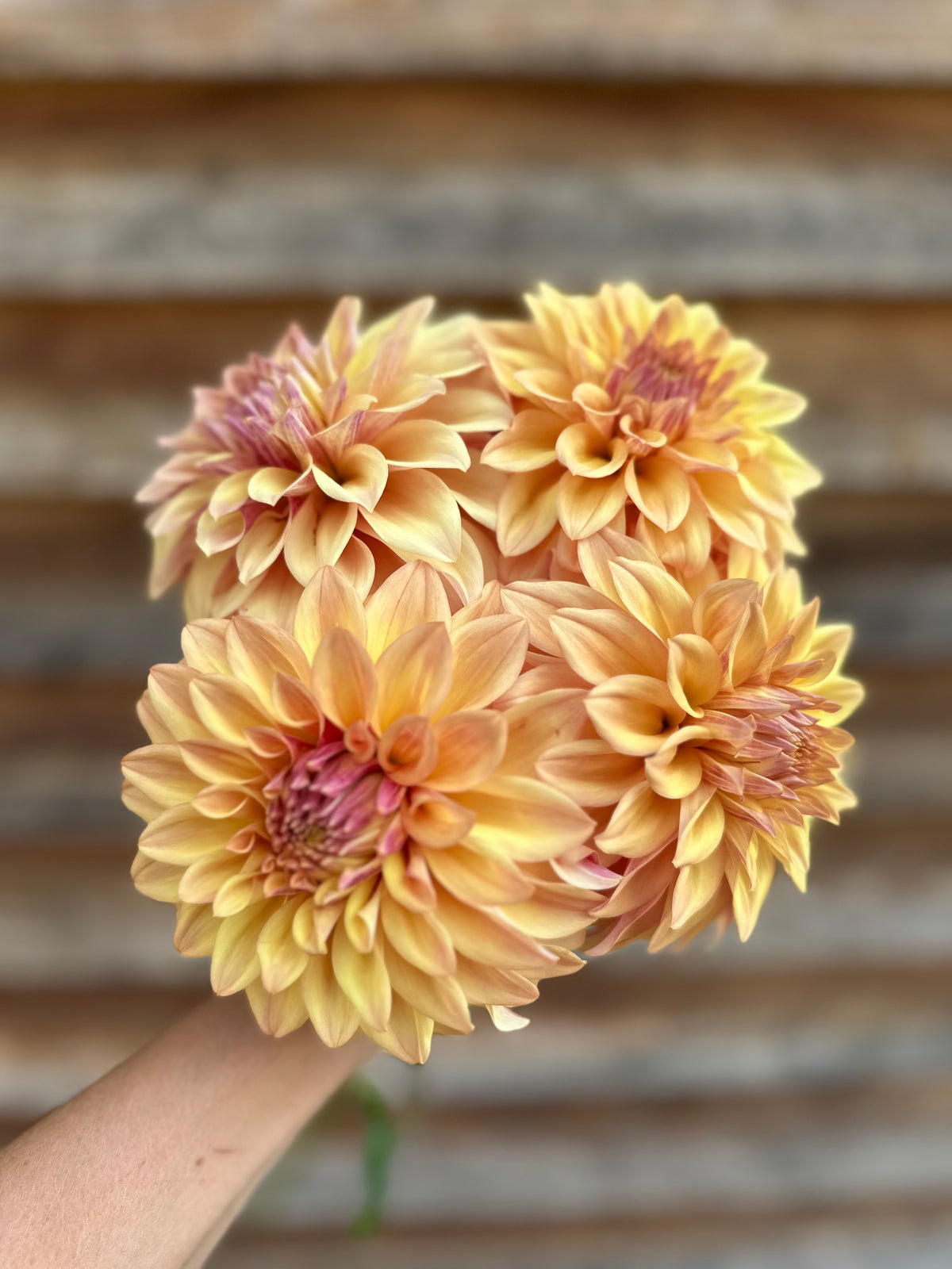 Dahlia Miss Amara