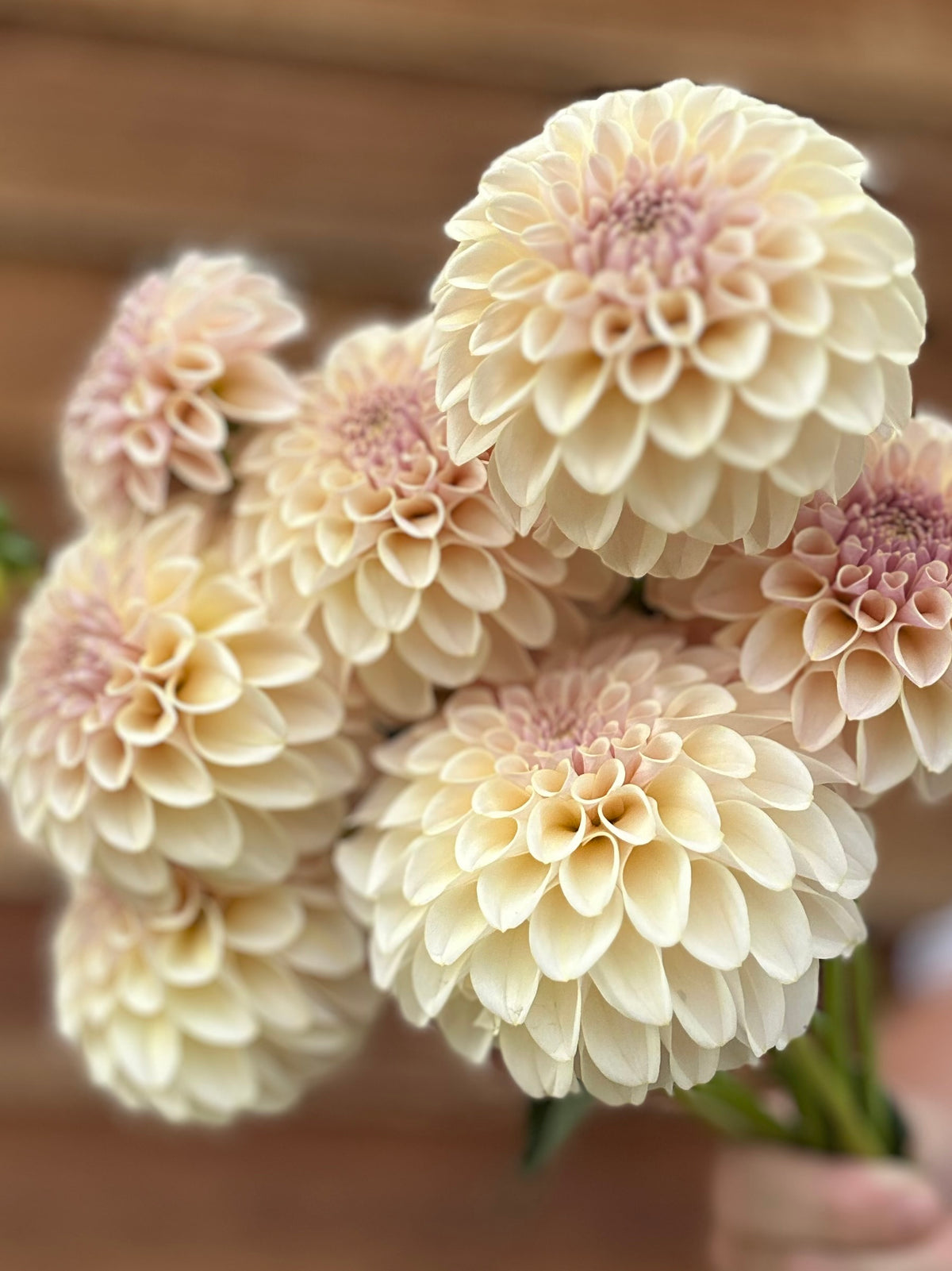 Dahlia SC Cinder Rose *CUTTING ONLY*