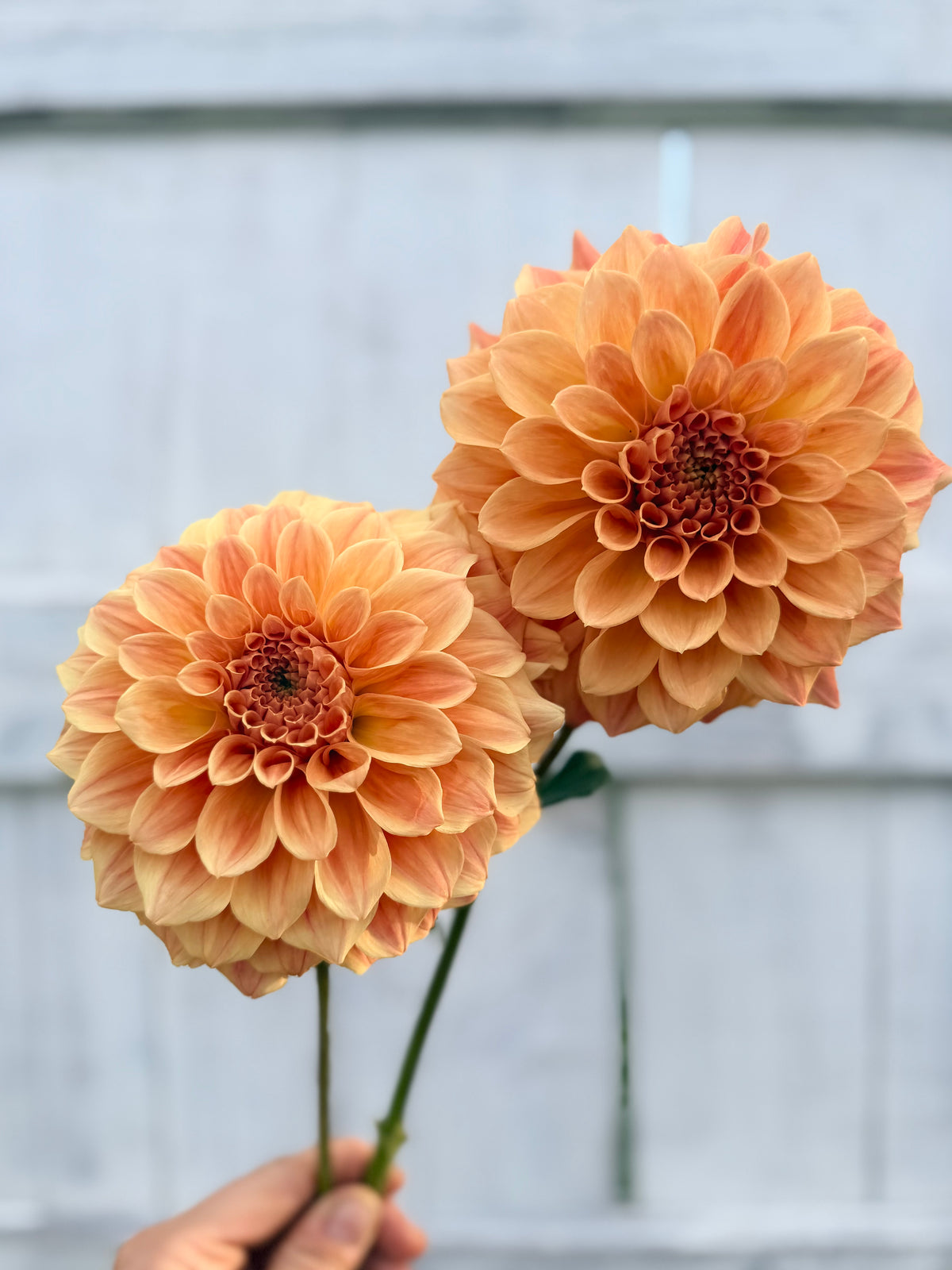 Dahlia Winkie Rhubarb