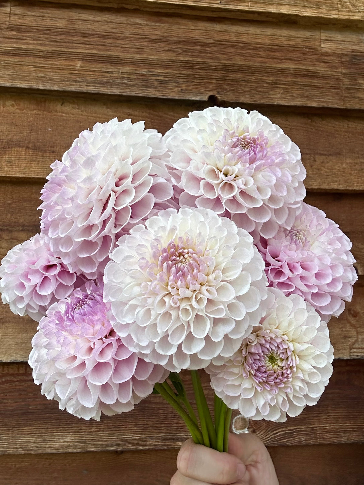 Dahlia Snoho Sonia