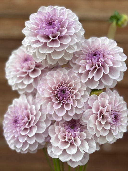 Dahlia Jeff Bloom