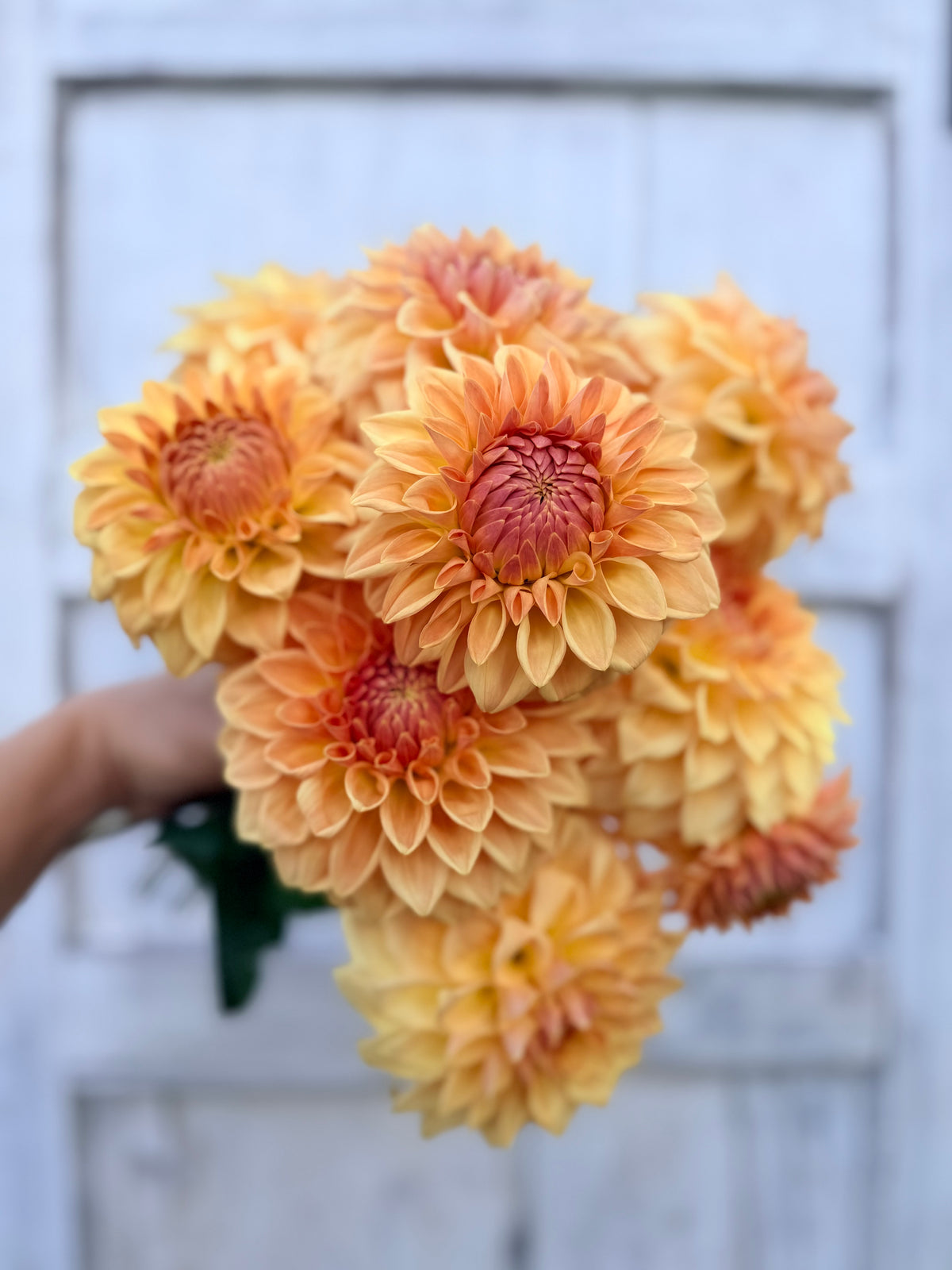 Dahlia Bloomquist Alan