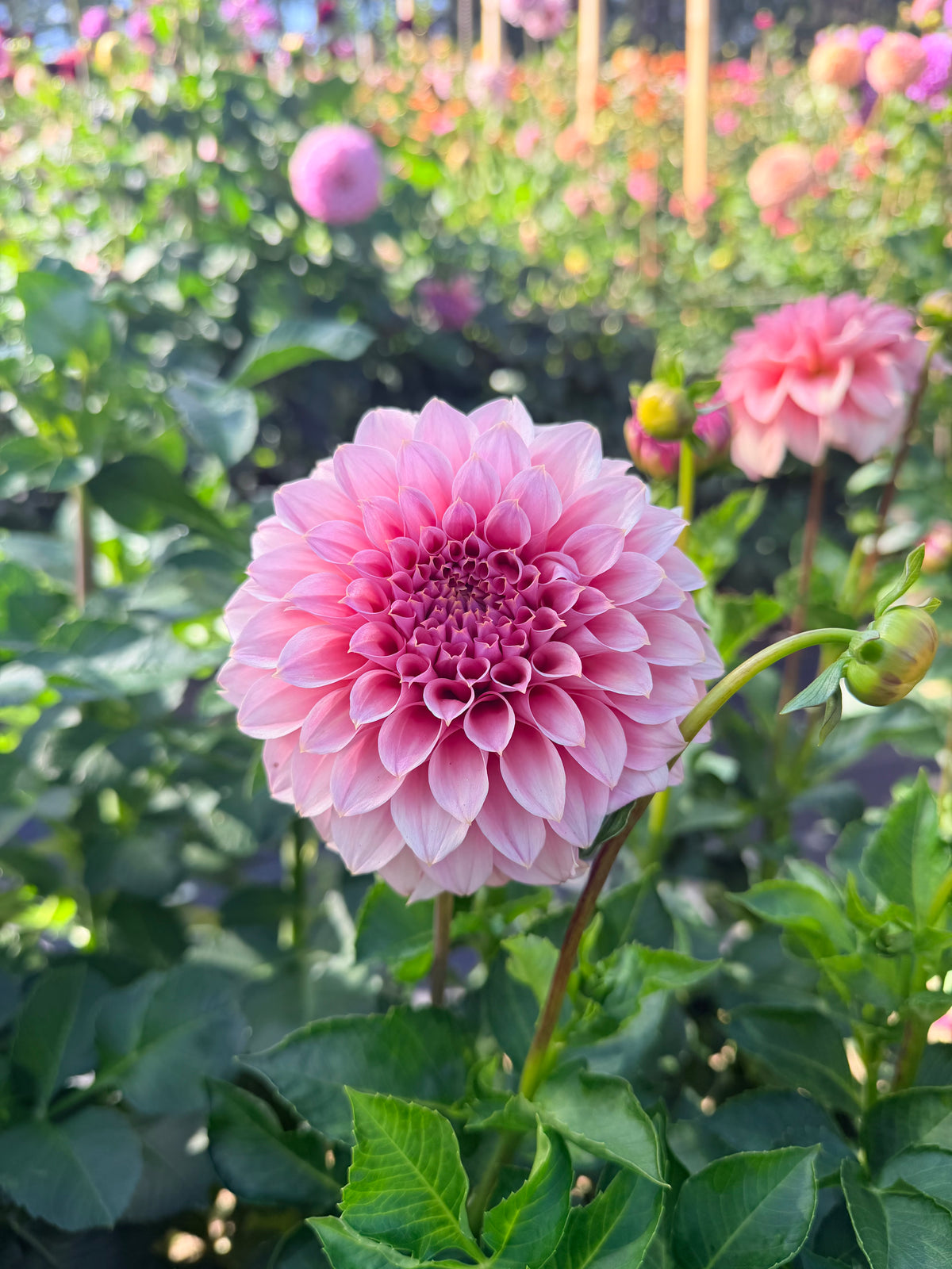 Dahlia Devon Salmon