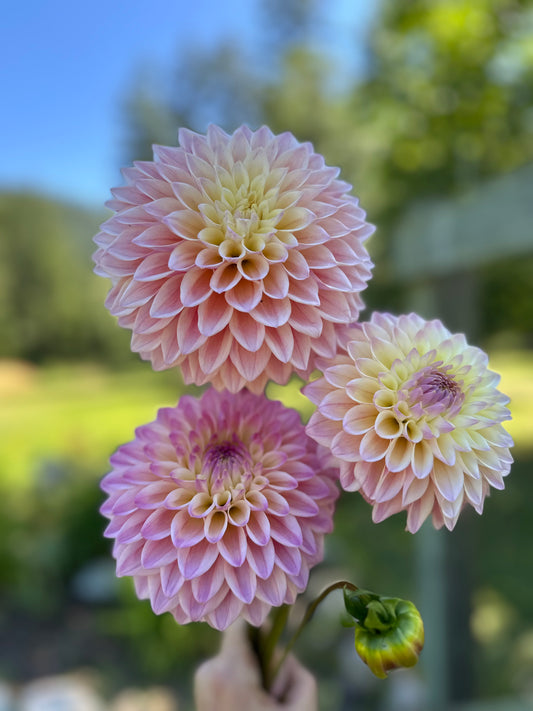 Dahlia Coralie