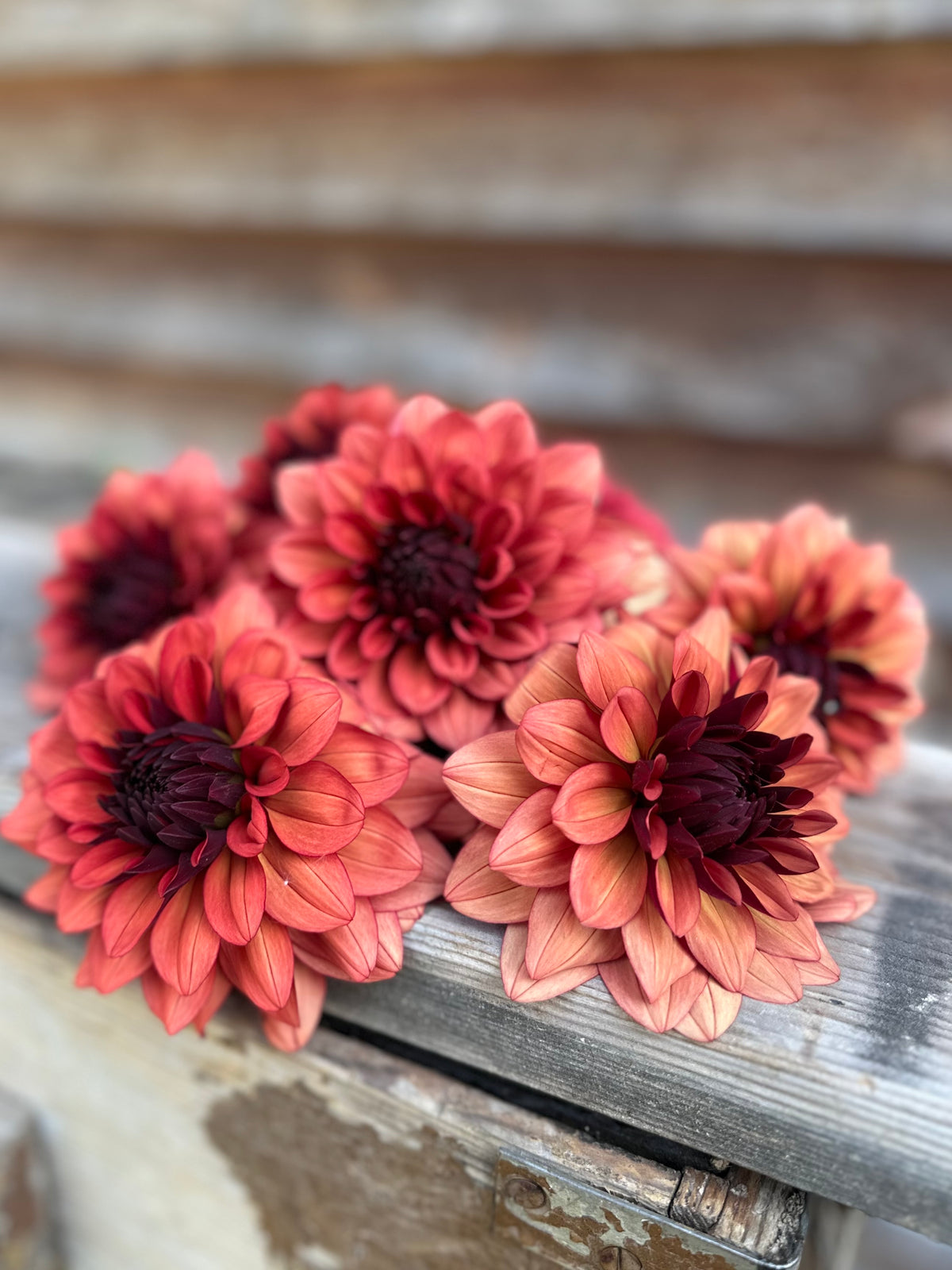 Dahlia Missis Miley