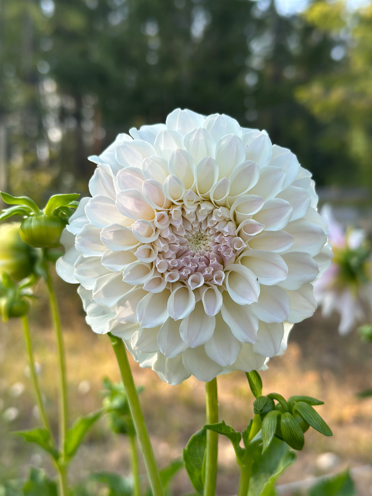 Dahlia Irish Ruffles *CUTTING ONLY*
