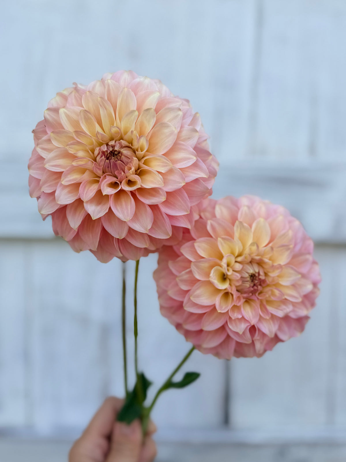 Dahlia Coorabell Jessie