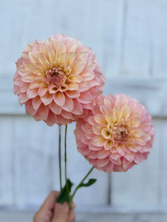 Dahlia Coorabell Jessie