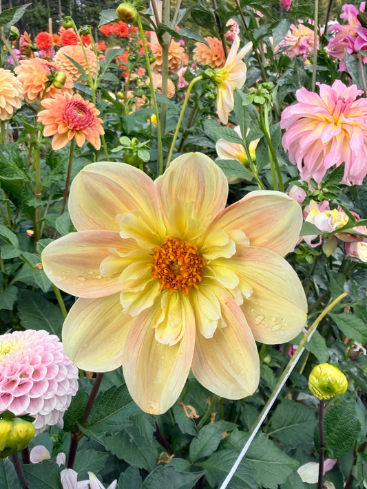 Dahlia April Heather