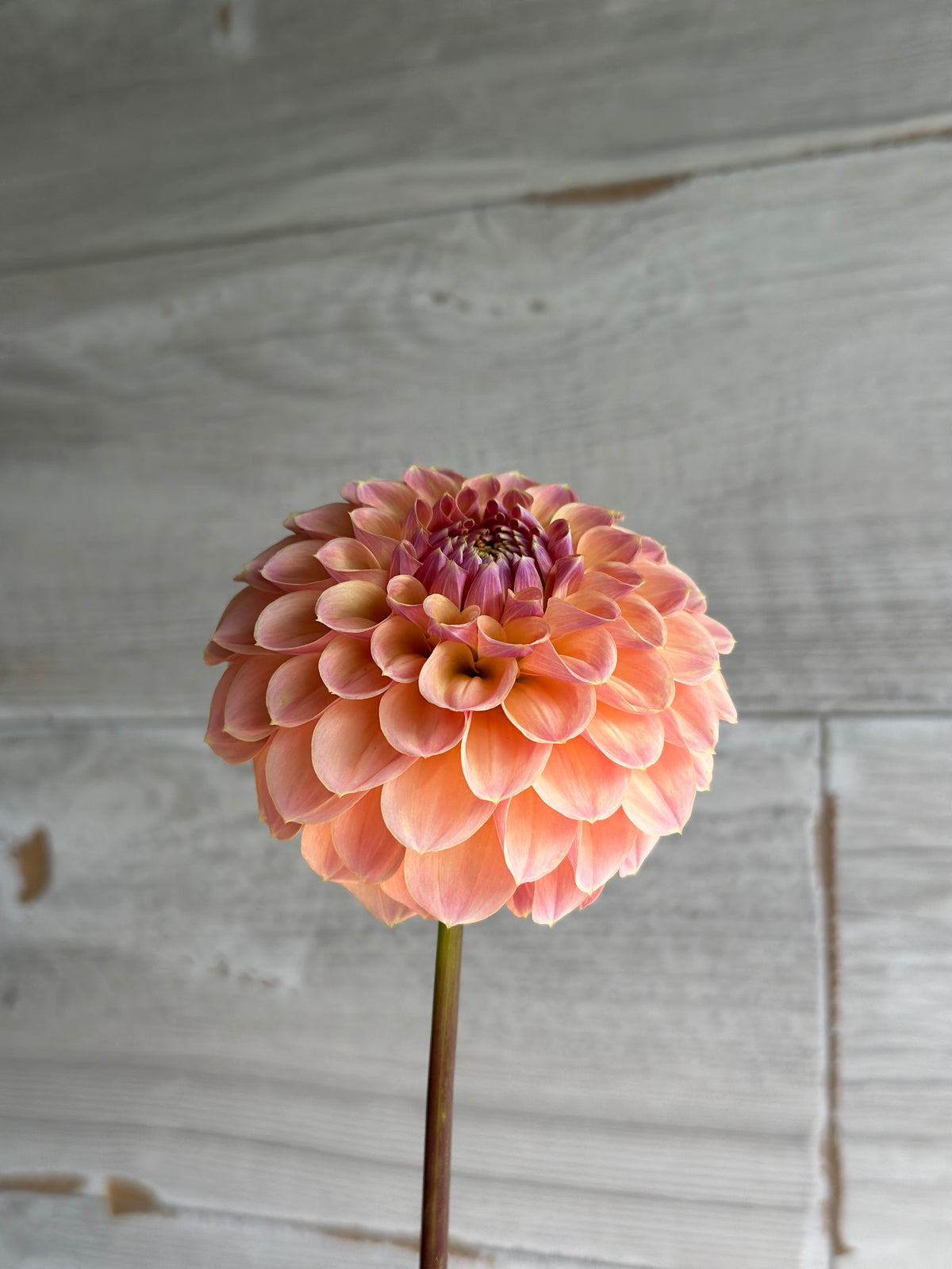 Dahlia Letterkenny Sunrise