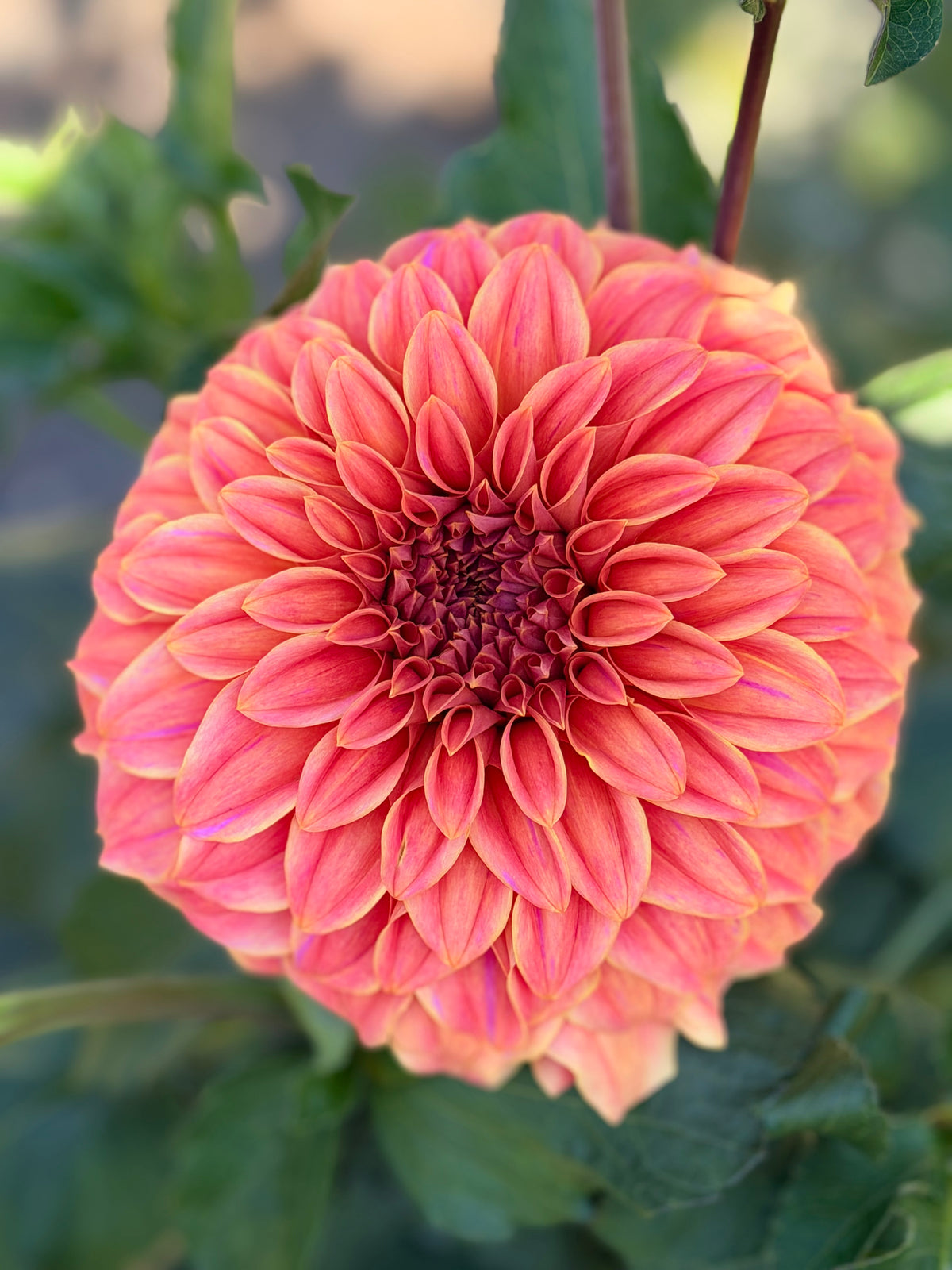 Dahlia Sylvia Craig Hunter