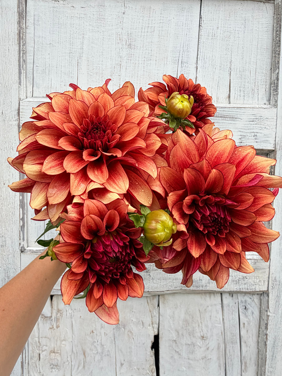 Dahlia N Force