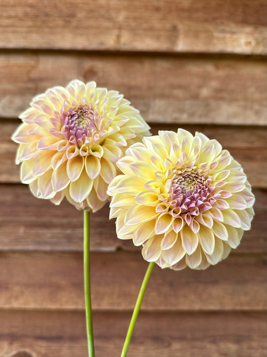 Dahlia Coorabell Moonglow
