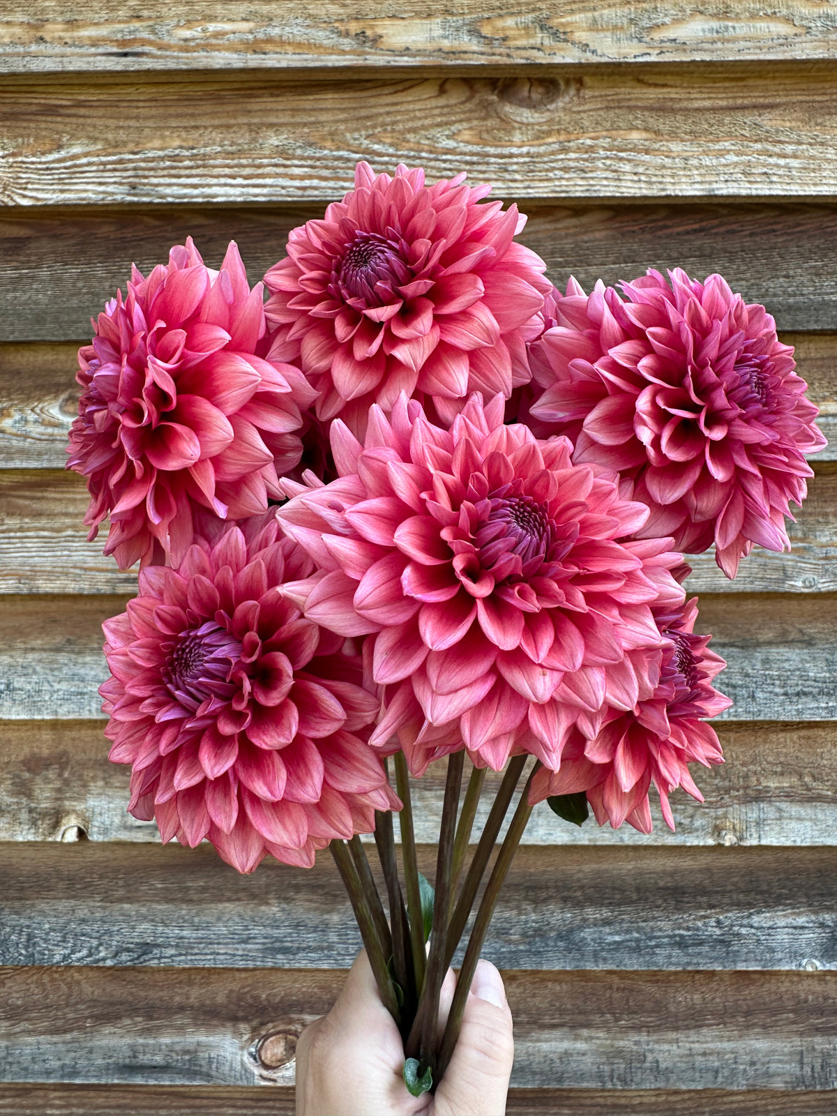 Dahlia Mystique
