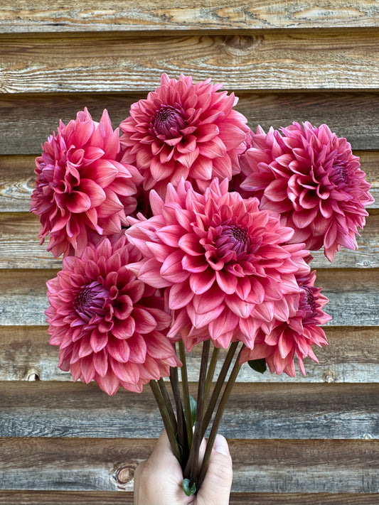 Dahlia Mystique