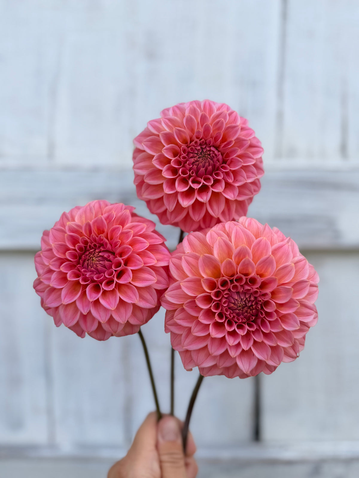 Dahlia Bracken Sonya Luise