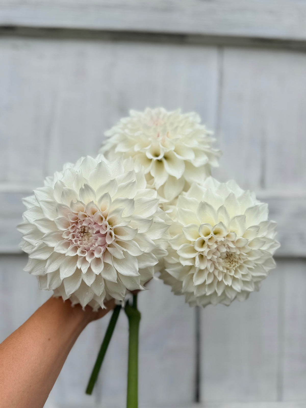 Dahlia SC Bella Luna