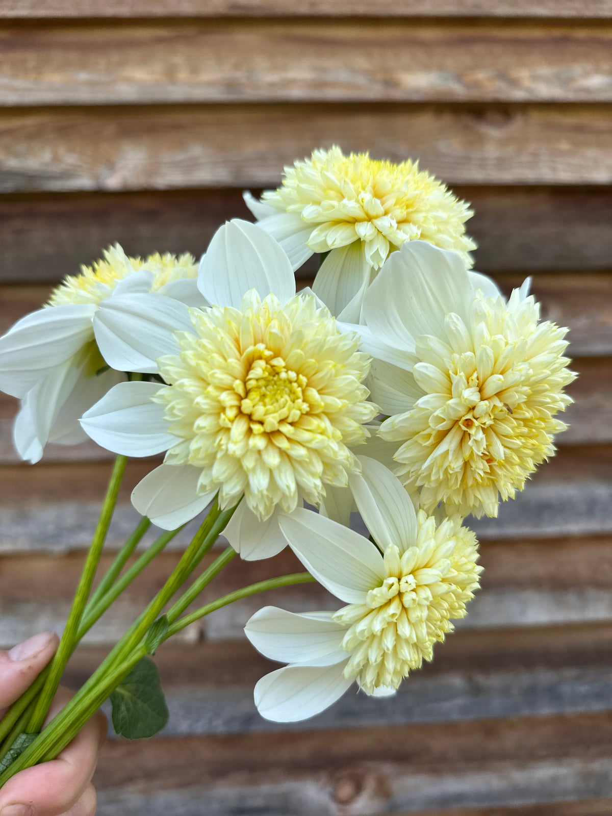 Dahlia Platinum Blonde