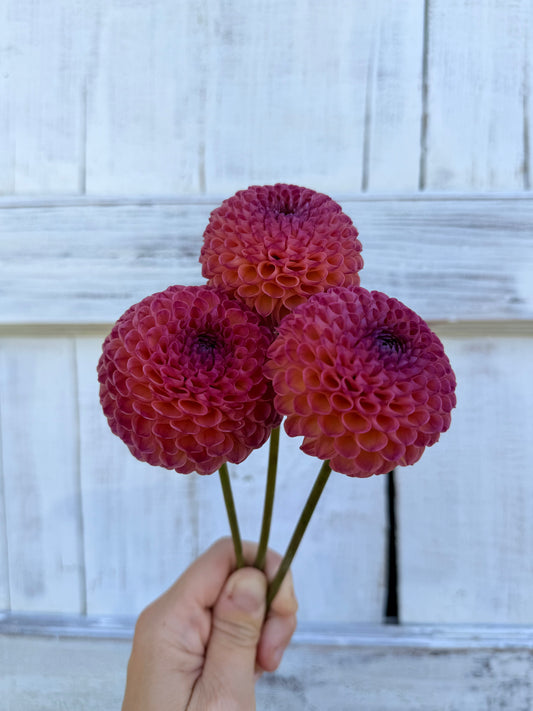 Dahlia Burlesca