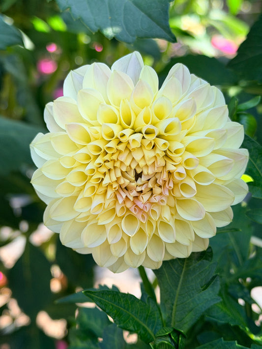 Dahlia Tahoma Corrine