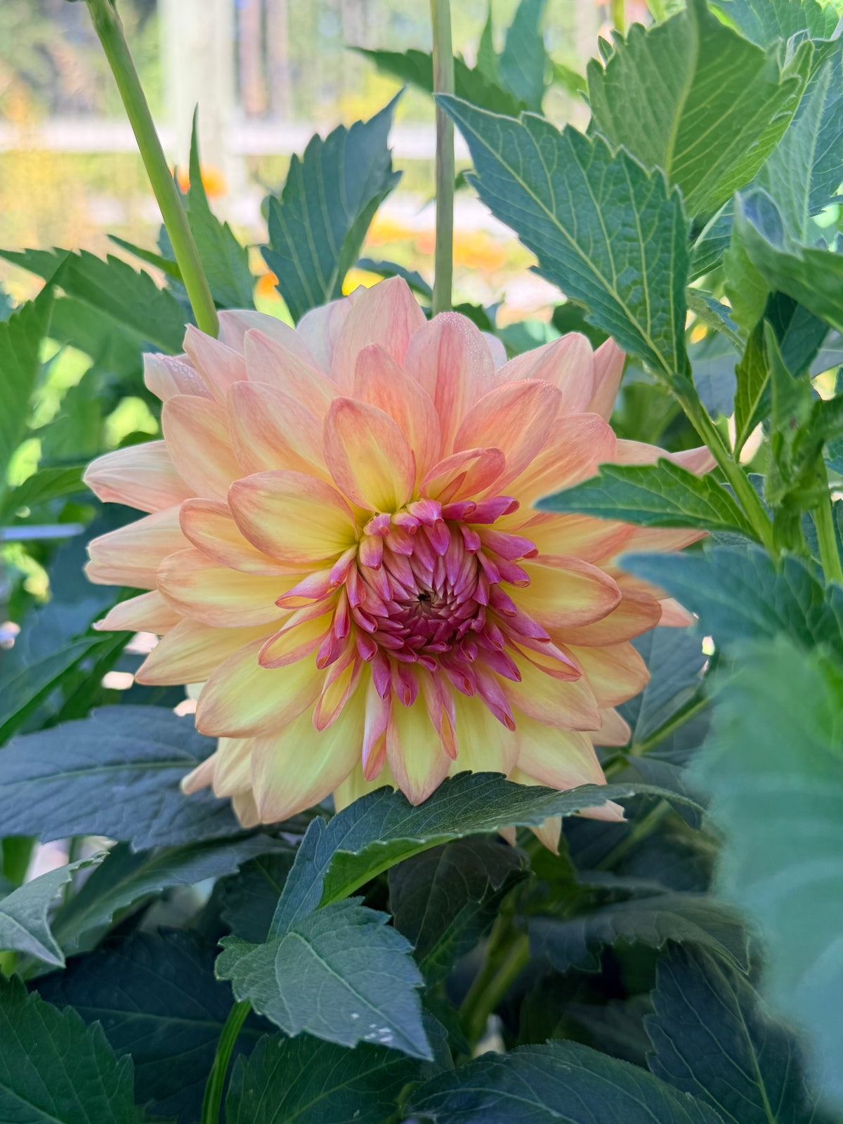 Dahlia Everbloom Lullaby