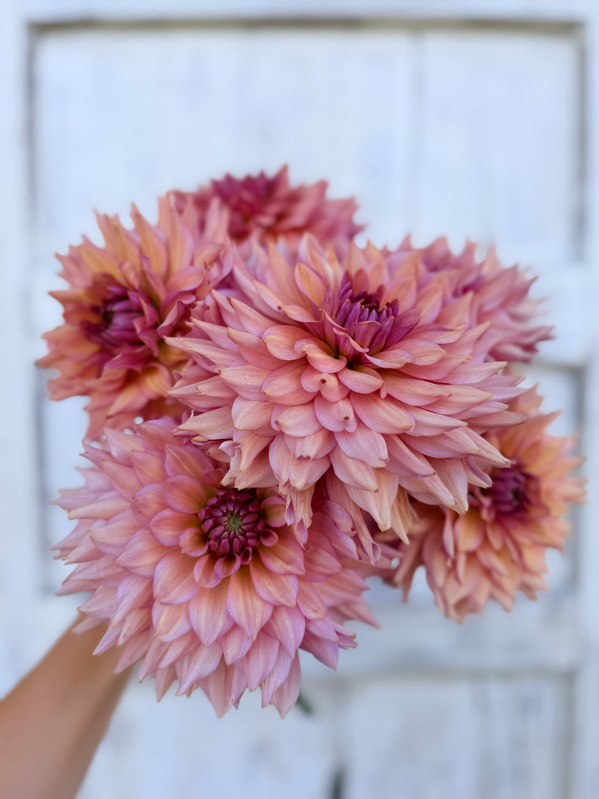 Dahlia La Belle Epoque