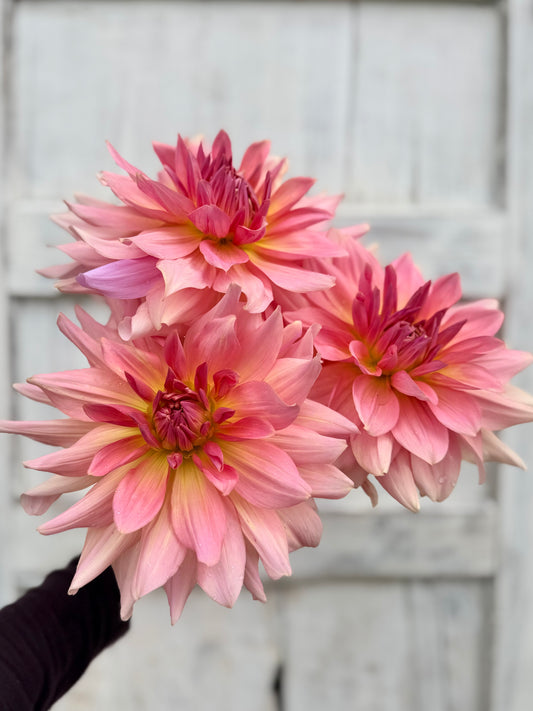 Dahlia Fairway Pilot