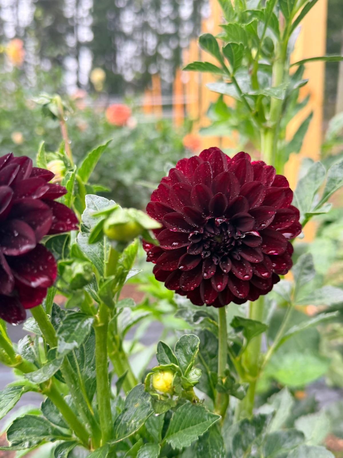 Dahlia Fidalgo Blacky