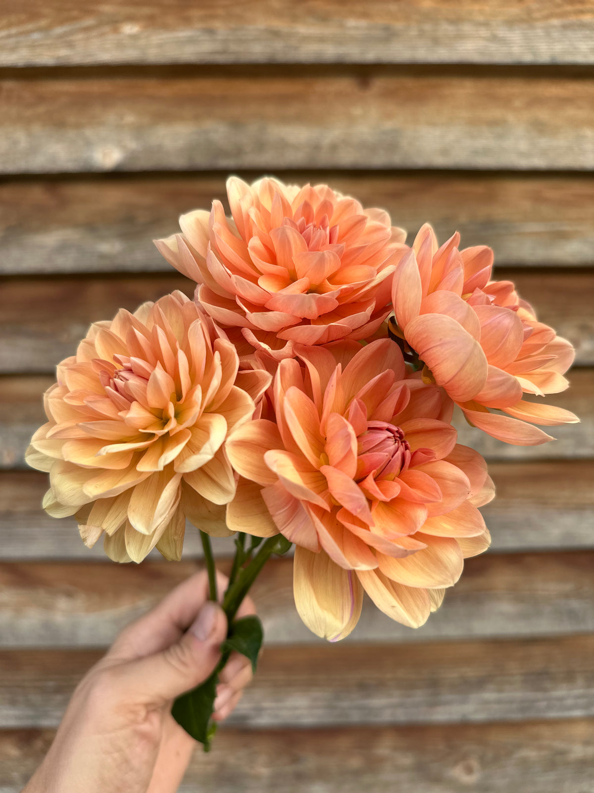 Dahlia Yelno Harmony