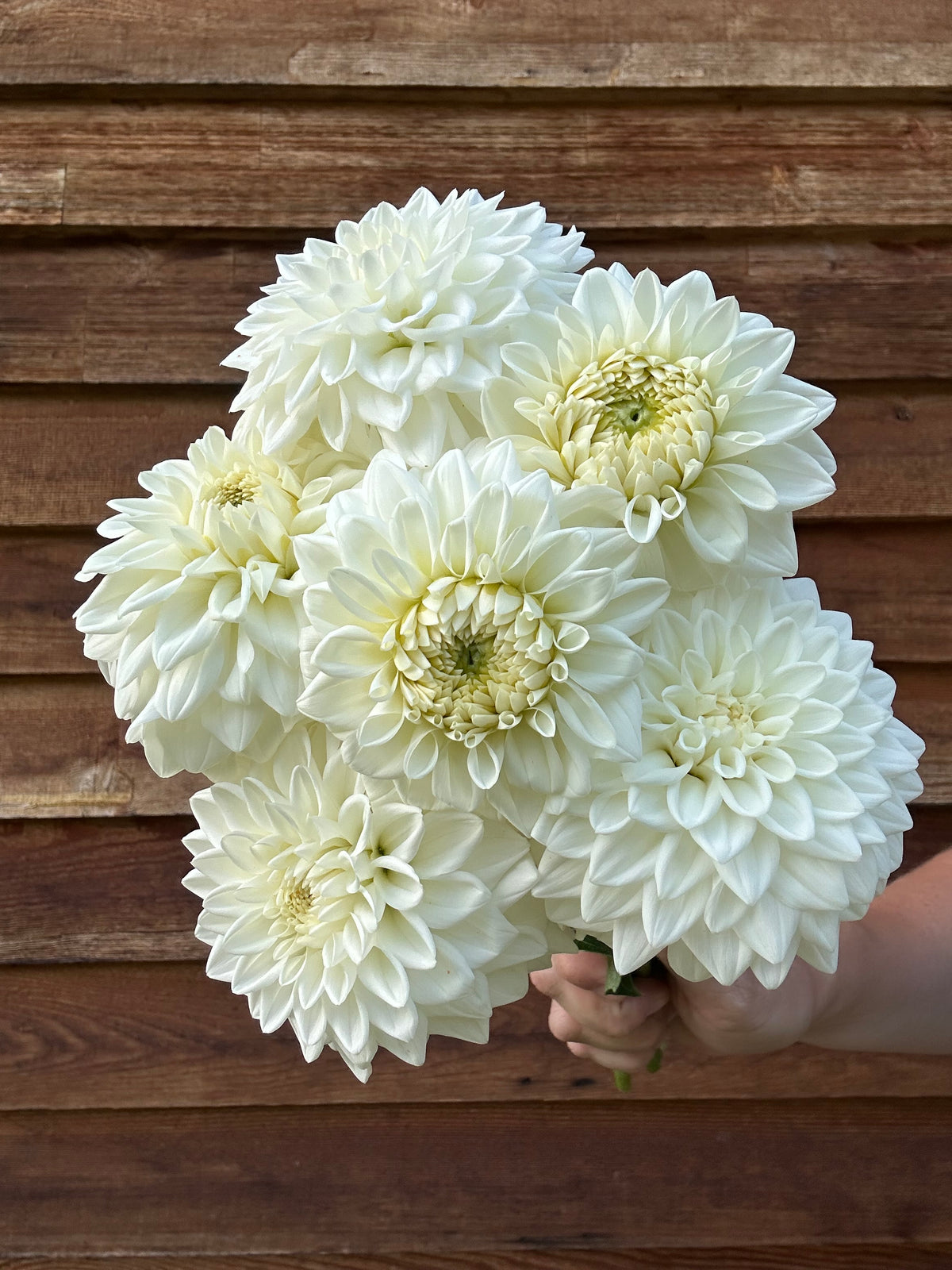 Dahlia Blizzard