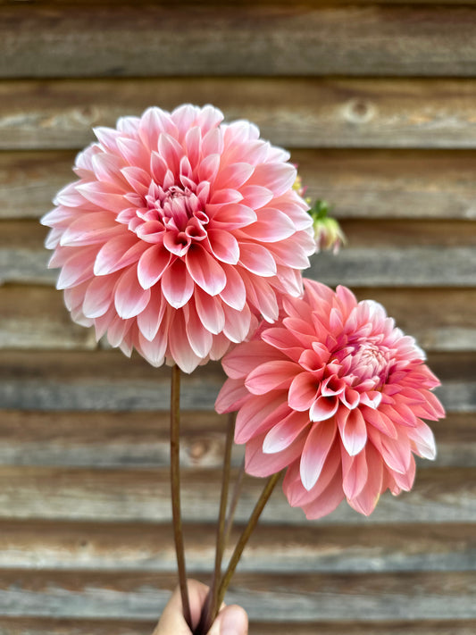 Dahlia Skeena Sky