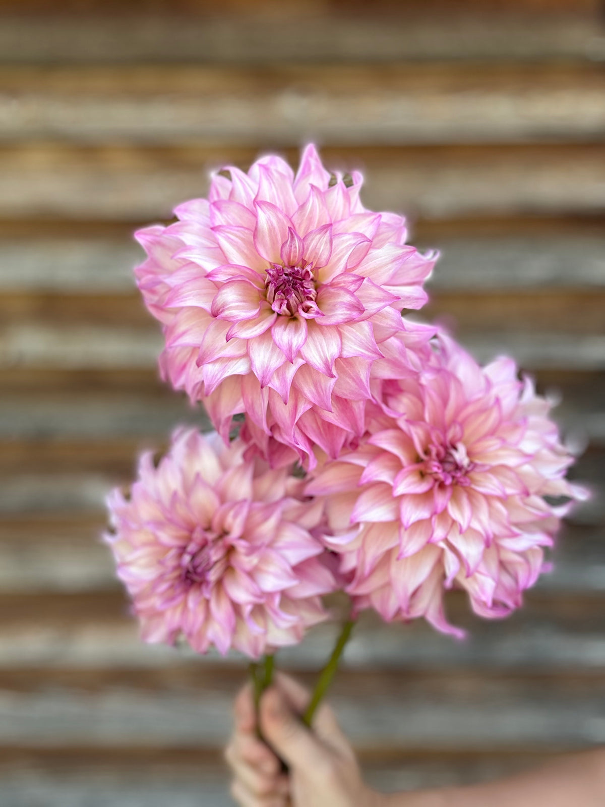 Dahlia Colorado Classic