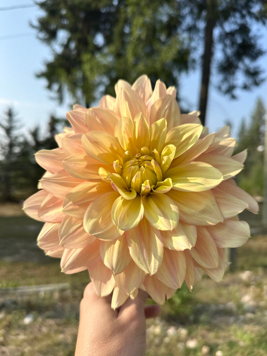 Dahlia Wyn's New Pastel