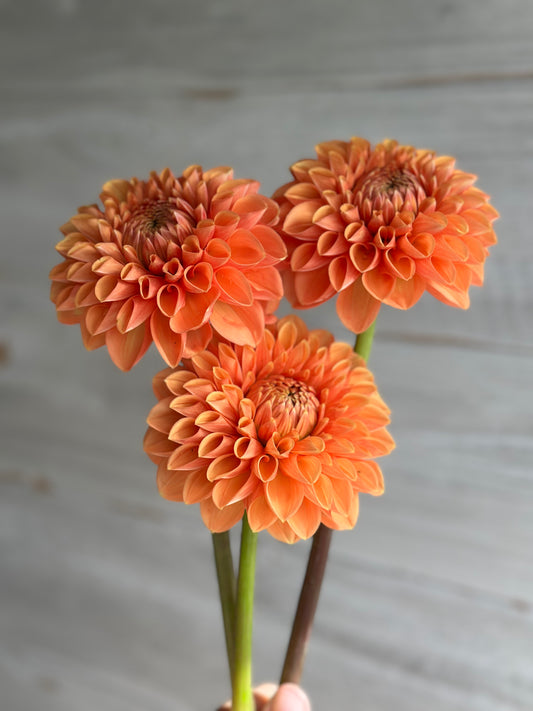 Dahlia Maarn