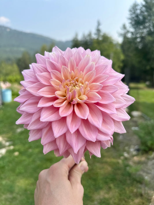 Dahlia Scaur Swinton