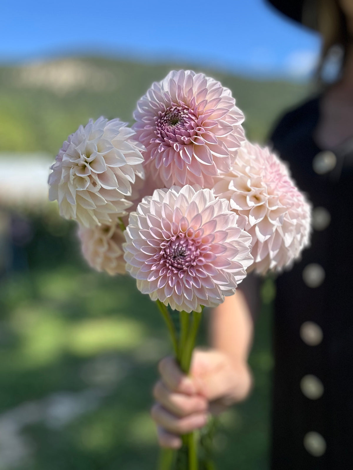 Dahlia Bloomquist Tory P *CUTTING*