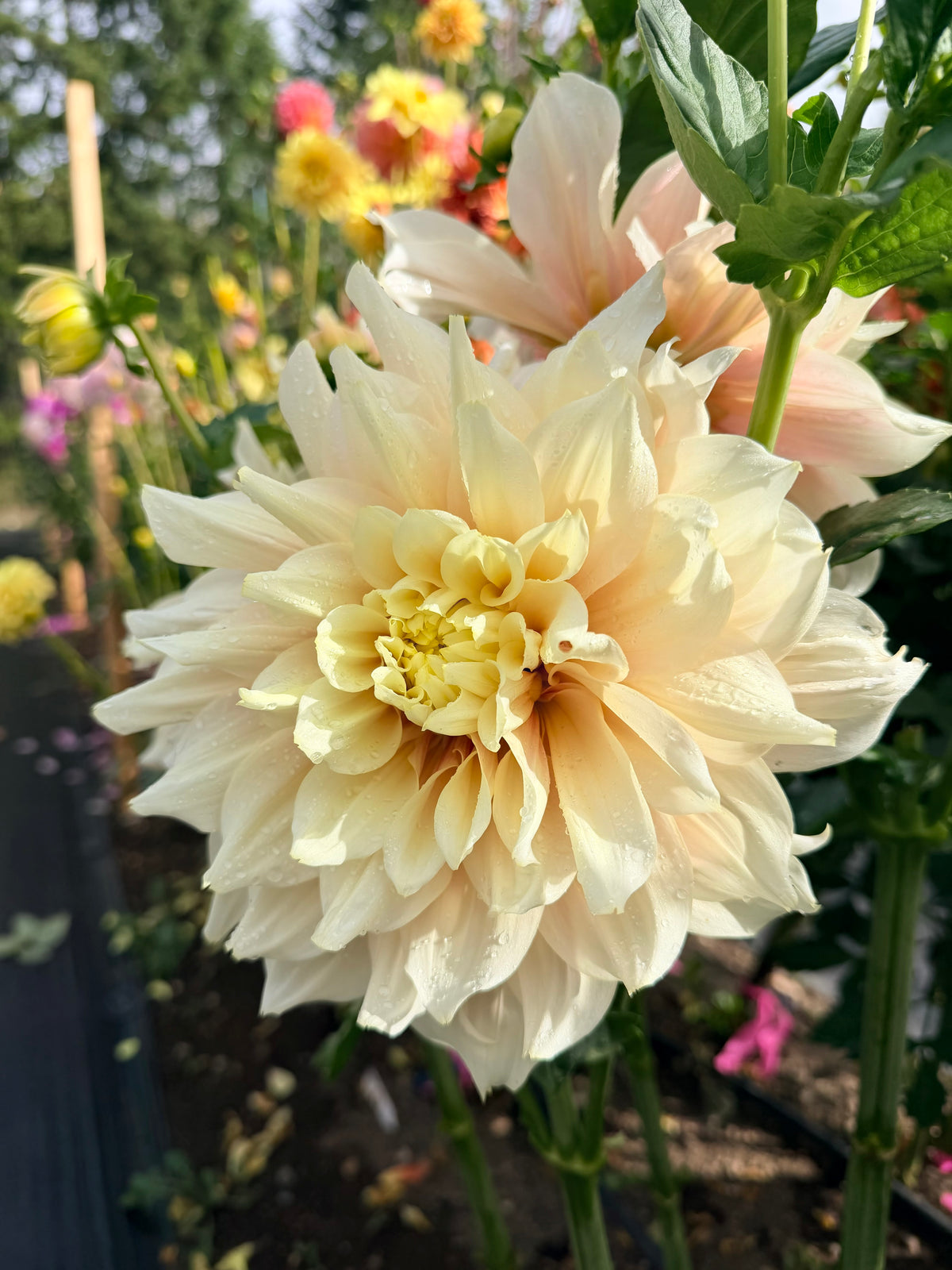Dahlia Breakout