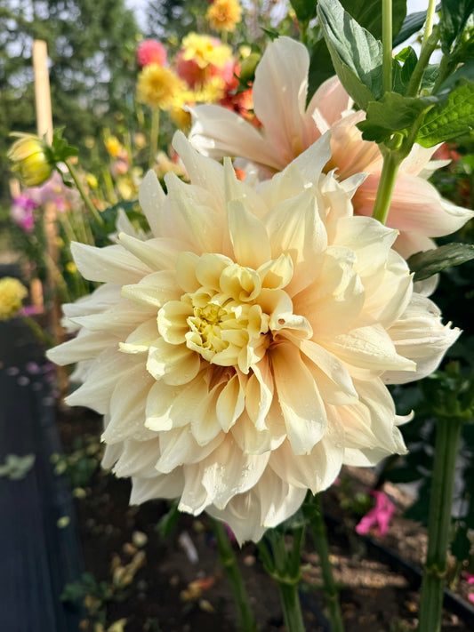 Dahlia Breakout