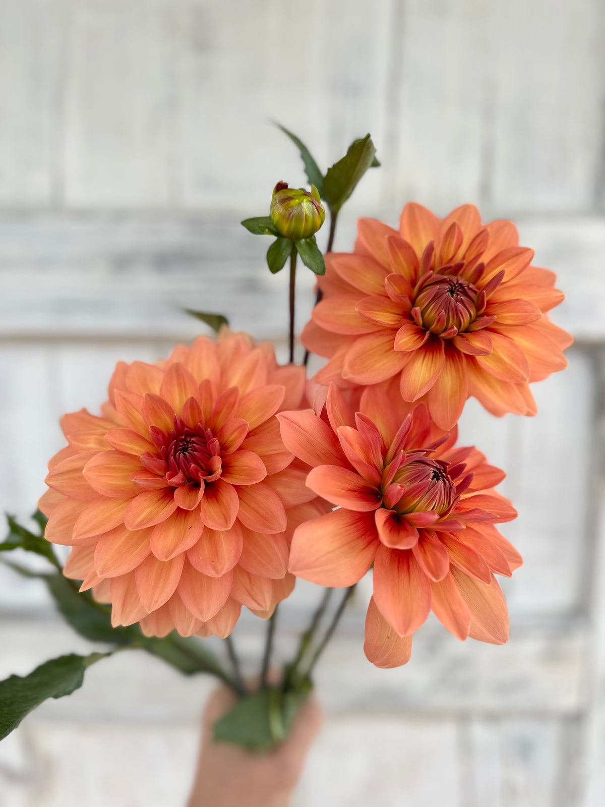 Dahlia Nicholas