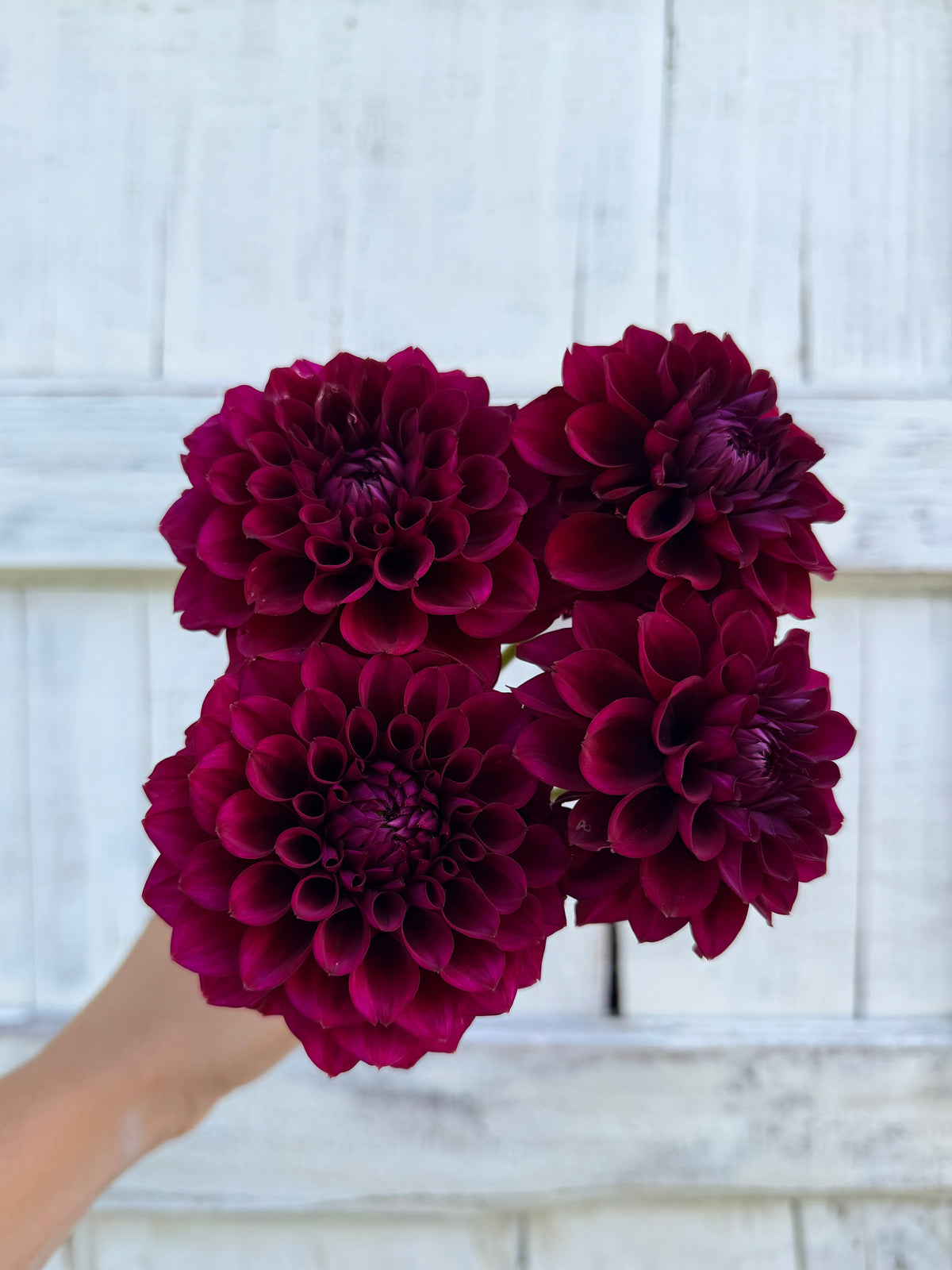 Dahlia Mission Abyss