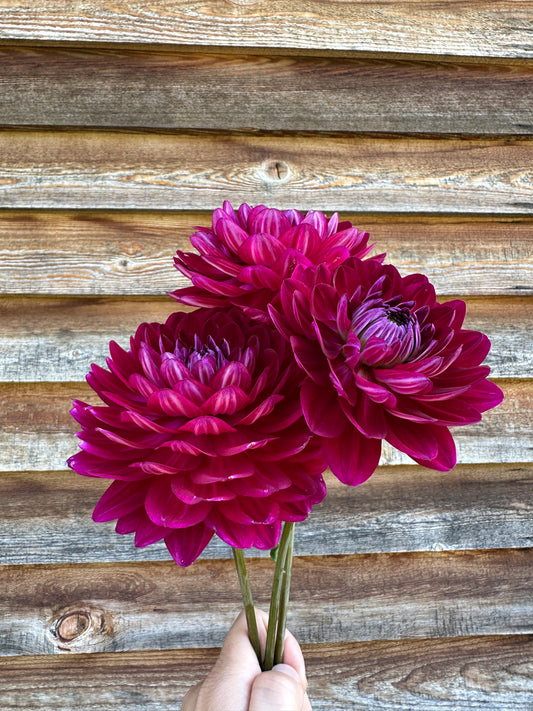 Dahlia Sandia Bertha